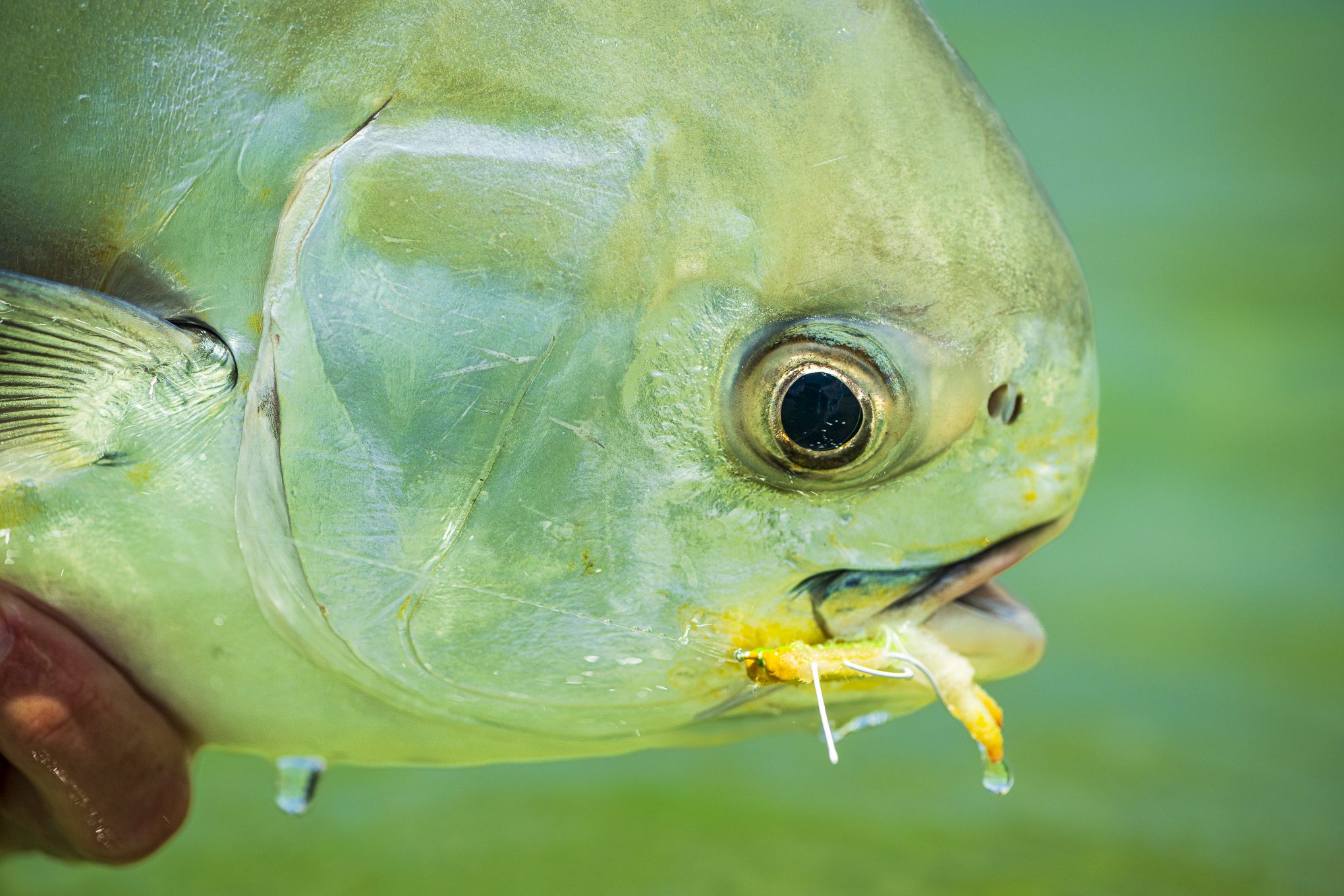 Angler with permit at Blacksmith Lodge